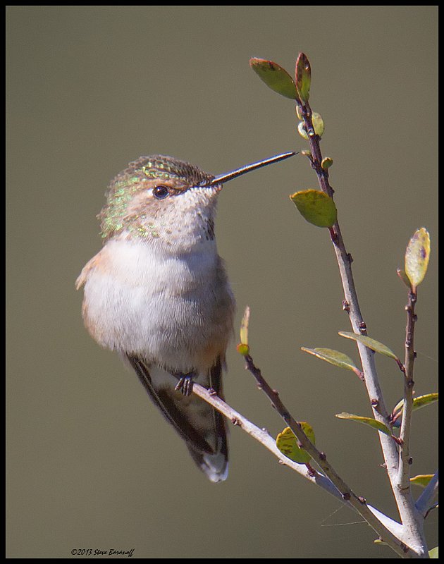_4SB9320 female rufous hummingbird.jpg